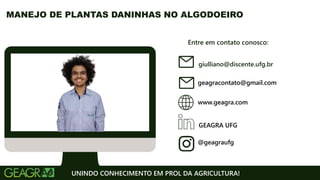 Entre em contato conosco:
www.geagra.com
geagracontato@gmail.com
GEAGRA UFG
@geagraufg
UNINDO CONHECIMENTO EM PROL DA AGRICULTURA!
MANEJO DE PLANTAS DANINHAS NO ALGODOEIRO
giulliano@discente.ufg.br
 