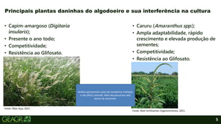 5
• Capim-amargoso (Digitaria
insularis);
• Presente o ano todo;
• Competitividade;
• Resistência ao Glifosato.
Principais plantas daninhas do algodoeiro e sua interferência na cultura
• Caruru (Amaranthus spp.);
• Ampla adaptabilidade, rápido
crescimento e elevada produção de
sementes;
• Competitividade;
• Resistência ao Glifosato.
Fonte: Mais Soja, 2021.
Fonte: Redi Fertilizantes Organominerais, 2021.
Ambos apresentam casos de resistência múltipla,
e são difícil controle. Além de possuirem alto
banco de sementes.
 