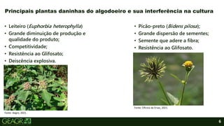 6
• Leiteiro (Euphorbia heterophylla)
• Grande diminuição de produção e
qualidade do produto;
• Competitividade;
• Resistência ao Glifosato;
• Deiscência explosiva.
Principais plantas daninhas do algodoeiro e sua interferência na cultura
• Picão-preto (Bidens pilosa);
• Grande dispersão de sementes;
• Semente que adere a fibra;
• Resistência ao Glifosato.
Fonte: Aegro, 2021.
Fonte: Oficina de Ervas, 2021.
 