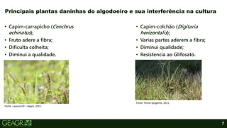 7
• Capim-carrapicho (Cenchrus
echinatus);
• Fruto adere a fibra;
• Dificulta colheita;
• Diminui a qualidade.
Principais plantas daninhas do algodoeiro e sua interferência na cultura
• Capim-colchão (Digitaria
horizontalis);
• Varias partes aderem a fibra;
• Diminui qualidade;
• Resistencia ao Glifosato.
Fonte: Lavoura10 – Aegro, 2021.
Fonte: Portal Syngenta, 2021.
 