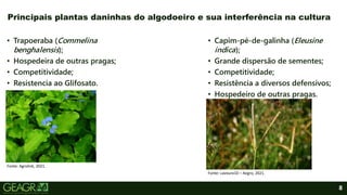 8
• Trapoeraba (Commelina
benghalensis);
• Hospedeira de outras pragas;
• Competitividade;
• Resistencia ao Glifosato.
Principais plantas daninhas do algodoeiro e sua interferência na cultura
• Capim-pé-de-galinha (Eleusine
indica);
• Grande dispersão de sementes;
• Competitividade;
• Resistência a diversos defensivos;
• Hospedeiro de outras pragas.
Fonte: Agrolink, 2021.
Fonte: Lavoura10 – Aegro, 2021.
 
