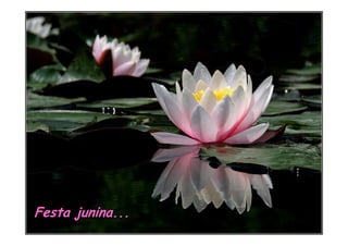 Festa junina...
 