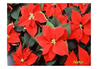 Natal...
 