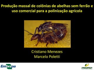 Produção massal de colônias de abelhas sem ferrão e
uso comercial para a polinização agrícola

Cristiano Menezes
Marcelo Poletti

 