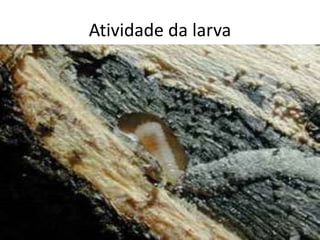 Atividade da larva
 