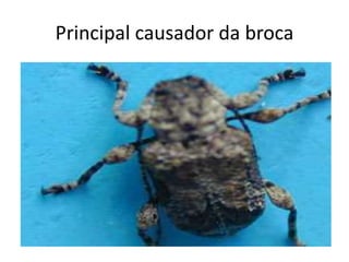 Principal causador da broca
 