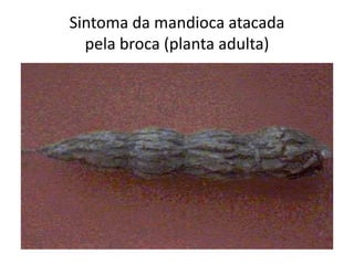 Sintoma da mandioca atacada
pela broca (planta adulta)
 