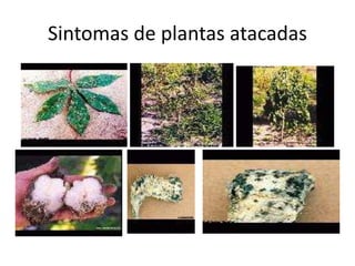 Sintomas de plantas atacadas
 