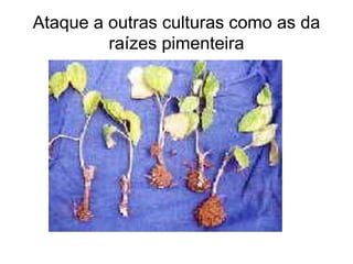 Ataque a outras culturas como as da
raízes pimenteira
 