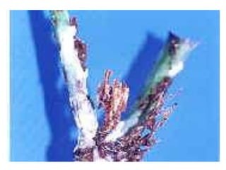 Apresentao culturas anuais caxias ma-140721084220-phpapp01