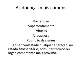 As doenças mais comuns
Bacteriose
Superbrotamento
Viroses
Antracnose
Podridão das raizes
Ao ser constatada qualquer alteração no
estado fitossanitário, consultar técnico ou
órgão competente mais próximo.
 