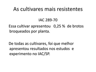 As cultivares mais resistentes
IAC 289-70
Essa cultivar apresentou 0,25 % de brotos
broqueados por planta.
De todas as cultivares, foi que melhor
apresentou resultados nos estudos e
experimento no IAC/SP.
 