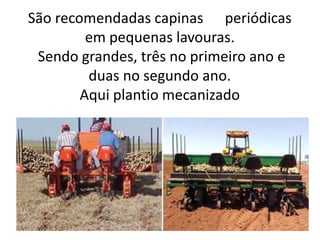 São recomendadas capinas periódicas
em pequenas lavouras.
Sendo grandes, três no primeiro ano e
duas no segundo ano.
Aqui plantio mecanizado
 