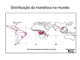 Distribuição da mandioca no mundo
 