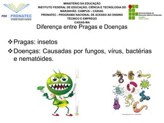 Diferença entre Pragas e Doenças
Pragas: insetos
Doenças: Causadas por fungos, vírus, bactérias
e nematóides.
MINISTÉRIO DA EDUCAÇÃO
INSTITUTO FEDERAL DE EDUCAÇÃO, CIÊNCIA E TECNOLOGIA DO
MARANHÃO. CAMPUS – CAXIAS.
PRONATEC - PROGRAMA NACIONAL DE ACESSO AO ENSINO
TÉCNICO E EMPREGO
CAXIAS-MA
 