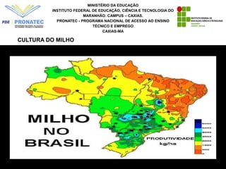 MINISTÉRIO DA EDUCAÇÃO
INSTITUTO FEDERAL DE EDUCAÇÃO, CIÊNCIA E TECNOLOGIA DO
MARANHÃO. CAMPUS – CAXIAS.
PRONATEC - PROGRAMA NACIONAL DE ACESSO AO ENSINO
TÉCNICO E EMPREGO
CAXIAS-MA
CULTURA DO MILHO
 