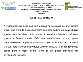 MINISTÉRIO DA EDUCAÇÃO
INSTITUTO FEDERAL DE EDUCAÇÃO, CIÊNCIA E TECNOLOGIA DO
MARANHÃO. CAMPUS – CAXIAS.
PRONATEC - PROGRAMA NACIONAL DE ACESSO AO ENSINO
TÉCNICO E EMPREGO
CAXIAS-MA
A CULTURA DO MILHO
A importância do milho não está apenas na produção de uma cultura
anual, mas em todo o relacionamento que essa cultura tem na produção
agropecuária brasileira, tanto no que diz respeito a fatores econômicos
quanto a fatores sociais. Pela sua versatilidade de uso, pelos
desdobramentos de produção animal e pelo aspecto social, o milho é
um dos mais importantes produtos do setor agrícola no Brasil. Elemento
básico para a ração animal, além de um papel importante na
alimentação humana.
 