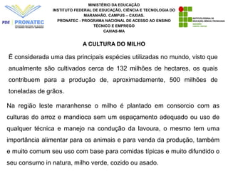MINISTÉRIO DA EDUCAÇÃO
INSTITUTO FEDERAL DE EDUCAÇÃO, CIÊNCIA E TECNOLOGIA DO
MARANHÃO. CAMPUS – CAXIAS.
PRONATEC - PROGRAMA NACIONAL DE ACESSO AO ENSINO
TÉCNICO E EMPREGO
CAXIAS-MA
A CULTURA DO MILHO
Na região leste maranhense o milho é plantado em consorcio com as
culturas do arroz e mandioca sem um espaçamento adequado ou uso de
qualquer técnica e manejo na condução da lavoura, o mesmo tem uma
importância alimentar para os animais e para venda da produção, também
e muito comum seu uso com base para comidas típicas e muito difundido o
seu consumo in natura, milho verde, cozido ou asado.
É considerada uma das principais espécies utilizadas no mundo, visto que
anualmente são cultivados cerca de 132 milhões de hectares, os quais
contribuem para a produção de, aproximadamente, 500 milhões de
toneladas de grãos.
 