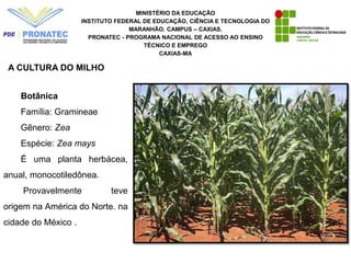 MINISTÉRIO DA EDUCAÇÃO
INSTITUTO FEDERAL DE EDUCAÇÃO, CIÊNCIA E TECNOLOGIA DO
MARANHÃO. CAMPUS – CAXIAS.
PRONATEC - PROGRAMA NACIONAL DE ACESSO AO ENSINO
TÉCNICO E EMPREGO
CAXIAS-MA
A CULTURA DO MILHO
Botânica
Família: Gramineae
Gênero: Zea
Espécie: Zea mays
É uma planta herbácea,
anual, monocotiledônea.
Provavelmente teve
origem na América do Norte. na
cidade do México .
 
