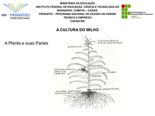 MINISTÉRIO DA EDUCAÇÃO
INSTITUTO FEDERAL DE EDUCAÇÃO, CIÊNCIA E TECNOLOGIA DO
MARANHÃO. CAMPUS – CAXIAS.
PRONATEC - PROGRAMA NACIONAL DE ACESSO AO ENSINO
TÉCNICO E EMPREGO
CAXIAS-MA
A CULTURA DO MILHO
A Planta e suas Partes
 