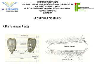 MINISTÉRIO DA EDUCAÇÃO
INSTITUTO FEDERAL DE EDUCAÇÃO, CIÊNCIA E TECNOLOGIA DO
MARANHÃO. CAMPUS – CAXIAS.
PRONATEC - PROGRAMA NACIONAL DE ACESSO AO ENSINO
TÉCNICO E EMPREGO
CAXIAS-MA
A CULTURA DO MILHO
A Planta e suas Partes
 