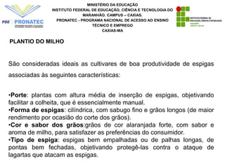 MINISTÉRIO DA EDUCAÇÃO
INSTITUTO FEDERAL DE EDUCAÇÃO, CIÊNCIA E TECNOLOGIA DO
MARANHÃO. CAMPUS – CAXIAS.
PRONATEC - PROGRAMA NACIONAL DE ACESSO AO ENSINO
TÉCNICO E EMPREGO
CAXIAS-MA
PLANTIO DO MILHO
São consideradas ideais as cultivares de boa produtividade de espigas
associadas às seguintes características:
•Porte: plantas com altura média de inserção de espigas, objetivando
facilitar a colheita, que é essencialmente manual.
•Forma de espigas: cilíndrica, com sabugo fino e grãos longos (de maior
rendimento por ocasião do corte dos grãos).
•Cor e sabor dos grãos:grãos de cor alaranjada forte, com sabor e
aroma de milho, para satisfazer as preferências do consumidor.
•Tipo de espiga: espigas bem empalhadas ou de palhas longas, de
pontas bem fechadas, objetivando protegê-las contra o ataque de
lagartas que atacam as espigas.
 