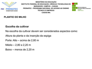MINISTÉRIO DA EDUCAÇÃO
INSTITUTO FEDERAL DE EDUCAÇÃO, CIÊNCIA E TECNOLOGIA DO
MARANHÃO. CAMPUS – CAXIAS.
PRONATEC - PROGRAMA NACIONAL DE ACESSO AO ENSINO
TÉCNICO E EMPREGO
CAXIAS-MA
PLANTIO DO MILHO
Escolha da cultivar
Na escolha da cultivar devem ser considerados aspectos como:
Altura da planta e da inserção da espiga
Porte: Alto – acima de 2,80 m
Médio – 2,80 a 2,20 m
Baixo – menos de 2,20 m
 
