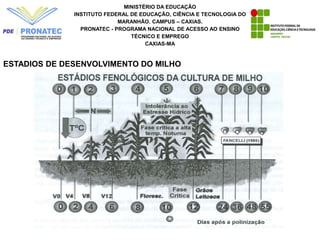 MINISTÉRIO DA EDUCAÇÃO
INSTITUTO FEDERAL DE EDUCAÇÃO, CIÊNCIA E TECNOLOGIA DO
MARANHÃO. CAMPUS – CAXIAS.
PRONATEC - PROGRAMA NACIONAL DE ACESSO AO ENSINO
TÉCNICO E EMPREGO
CAXIAS-MA
ESTADIOS DE DESENVOLVIMENTO DO MILHO
 