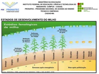 MINISTÉRIO DA EDUCAÇÃO
INSTITUTO FEDERAL DE EDUCAÇÃO, CIÊNCIA E TECNOLOGIA DO
MARANHÃO. CAMPUS – CAXIAS.
PRONATEC - PROGRAMA NACIONAL DE ACESSO AO ENSINO
TÉCNICO E EMPREGO
CAXIAS-MA
ESTADIOS DE DESENVOLVIMENTO DO MILHO
 