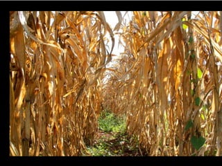 Apresentao culturas anuais caxias ma-140721084220-phpapp01