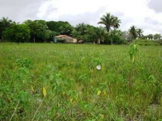 Apresentao culturas anuais caxias ma-140721084220-phpapp01