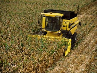 Apresentao culturas anuais caxias ma-140721084220-phpapp01