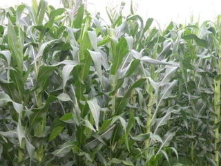 Apresentao culturas anuais caxias ma-140721084220-phpapp01