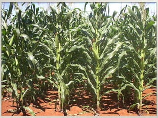 Apresentao culturas anuais caxias ma-140721084220-phpapp01