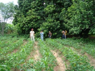 Apresentao culturas anuais caxias ma-140721084220-phpapp01