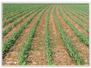 Apresentao culturas anuais caxias ma-140721084220-phpapp01