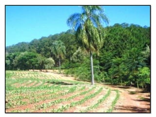 Apresentao culturas anuais caxias ma-140721084220-phpapp01