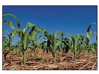 Apresentao culturas anuais caxias ma-140721084220-phpapp01