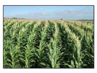 Apresentao culturas anuais caxias ma-140721084220-phpapp01