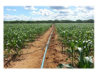 Apresentao culturas anuais caxias ma-140721084220-phpapp01