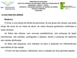 MINISTÉRIO DA EDUCAÇÃO
INSTITUTO FEDERAL DE EDUCAÇÃO, CIÊNCIA E TECNOLOGIA DO
MARANHÃO. CAMPUS – CAXIAS.
PRONATEC - PROGRAMA NACIONAL DE ACESSO AO ENSINO
TÉCNICO E EMPREGO
CAXIAS-MA
A CULTURA DO ARROZ
Botânica
O Arroz, é uma planta da familia da gramineas, do sub grupo dos cereais, que pode
atingir até cerca de um metro de altura, de raízes fibrosas geralmente ramificadas e
caule cilíndrico.
As folhas são dísticas, com nervuras paralelinérvias, com presença de lígula
membranosa, são estreitas, pontiagudas e ásperas, devido a presença de epiderme
com células silicificadas.
As flores são pequenas, com brácteas na base e dispostas em inflorescências
secundárias do tipo espiga.
O fruto é do tipo cariopse, indeiscente, seco e rodeado por duas glumelas ligadas.
 