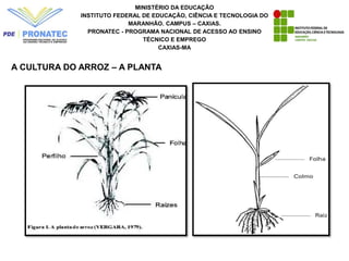 MINISTÉRIO DA EDUCAÇÃO
INSTITUTO FEDERAL DE EDUCAÇÃO, CIÊNCIA E TECNOLOGIA DO
MARANHÃO. CAMPUS – CAXIAS.
PRONATEC - PROGRAMA NACIONAL DE ACESSO AO ENSINO
TÉCNICO E EMPREGO
CAXIAS-MA
A CULTURA DO ARROZ – A PLANTA
 