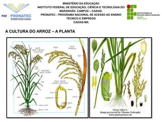 MINISTÉRIO DA EDUCAÇÃO
INSTITUTO FEDERAL DE EDUCAÇÃO, CIÊNCIA E TECNOLOGIA DO
MARANHÃO. CAMPUS – CAXIAS.
PRONATEC - PROGRAMA NACIONAL DE ACESSO AO ENSINO
TÉCNICO E EMPREGO
CAXIAS-MA
A CULTURA DO ARROZ – A PLANTA
 