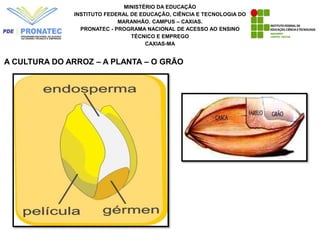 MINISTÉRIO DA EDUCAÇÃO
INSTITUTO FEDERAL DE EDUCAÇÃO, CIÊNCIA E TECNOLOGIA DO
MARANHÃO. CAMPUS – CAXIAS.
PRONATEC - PROGRAMA NACIONAL DE ACESSO AO ENSINO
TÉCNICO E EMPREGO
CAXIAS-MA
A CULTURA DO ARROZ – A PLANTA – O GRÃO
 