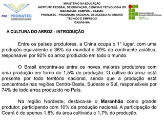 MINISTÉRIO DA EDUCAÇÃO
INSTITUTO FEDERAL DE EDUCAÇÃO, CIÊNCIA E TECNOLOGIA DO
MARANHÃO. CAMPUS – CAXIAS.
PRONATEC - PROGRAMA NACIONAL DE ACESSO AO ENSINO
TÉCNICO E EMPREGO
CAXIAS-MA
A CULTURA DO ARROZ - INTRODUÇÃO
Entre os países produtores, a China ocupa o 1° lugar, com uma
produção equivalente a 36% da mundial e 39% do continente asiático,
responsável por 92% do arroz produzido em todo o mundo.
O Brasil encontra-se entre os noves maiores produtores com
uma produção em torno de 1,5% de produção. O cultivo do arroz está
presente por todo território nacional, sendo que a produção está
concentrada nas regiões Centro-Oeste, Sudeste e Sul, responsáveis por
74% de todo arroz produzido no País.
Na região Nordeste, destaca-se o Maranhão como grande
produtor, participando com 10% da produção nacional. A participação do
Ceará é de apenas 1,8% da área cultivada e 1,7% da produção.
 