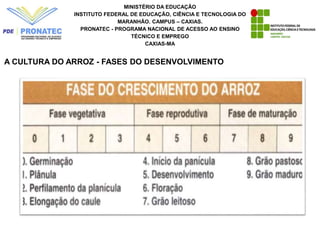 MINISTÉRIO DA EDUCAÇÃO
INSTITUTO FEDERAL DE EDUCAÇÃO, CIÊNCIA E TECNOLOGIA DO
MARANHÃO. CAMPUS – CAXIAS.
PRONATEC - PROGRAMA NACIONAL DE ACESSO AO ENSINO
TÉCNICO E EMPREGO
CAXIAS-MA
A CULTURA DO ARROZ - FASES DO DESENVOLVIMENTO
 