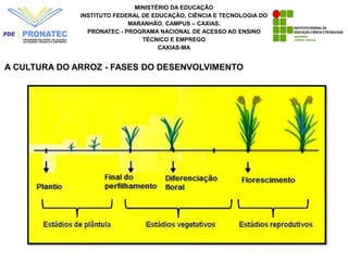 MINISTÉRIO DA EDUCAÇÃO
INSTITUTO FEDERAL DE EDUCAÇÃO, CIÊNCIA E TECNOLOGIA DO
MARANHÃO. CAMPUS – CAXIAS.
PRONATEC - PROGRAMA NACIONAL DE ACESSO AO ENSINO
TÉCNICO E EMPREGO
CAXIAS-MA
A CULTURA DO ARROZ - FASES DO DESENVOLVIMENTO
 