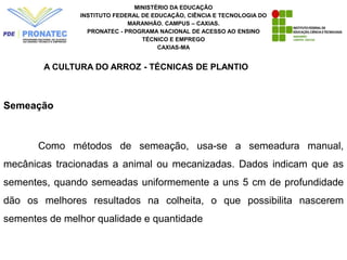 MINISTÉRIO DA EDUCAÇÃO
INSTITUTO FEDERAL DE EDUCAÇÃO, CIÊNCIA E TECNOLOGIA DO
MARANHÃO. CAMPUS – CAXIAS.
PRONATEC - PROGRAMA NACIONAL DE ACESSO AO ENSINO
TÉCNICO E EMPREGO
CAXIAS-MA
A CULTURA DO ARROZ - TÉCNICAS DE PLANTIO
Semeação
Como métodos de semeação, usa-se a semeadura manual,
mecânicas tracionadas a animal ou mecanizadas. Dados indicam que as
sementes, quando semeadas uniformemente a uns 5 cm de profundidade
dão os melhores resultados na colheita, o que possibilita nascerem
sementes de melhor qualidade e quantidade
 