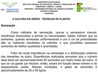 MINISTÉRIO DA EDUCAÇÃO
INSTITUTO FEDERAL DE EDUCAÇÃO, CIÊNCIA E TECNOLOGIA DO
MARANHÃO. CAMPUS – CAXIAS.
PRONATEC - PROGRAMA NACIONAL DE ACESSO AO ENSINO
TÉCNICO E EMPREGO
CAXIAS-MA
A CULTURA DO ARROZ - TÉCNICAS DE PLANTIO
Semeação
Como métodos de semeação, usa-se a semeadura manual,
mecânicas tracionadas a animal ou mecanizadas. Dados indicam que as
sementes, quando semeadas uniformemente a uns 5 cm de profundidade
dão os melhores resultados na colheita, o que possibilita nascerem
sementes de melhor qualidade e quantidade;
Fator de muita importância na semeação é a distribuição uniforme
das sementes no sulco. Experiências realizadas provaram que o número
ideal deve ser aproximadamente 50 sementes por metro linear de sulco, O
que se vai gastar por hectare, então, estará em função desse número e do
espaçamento usado. Nessas condições, o gasto de sementes é
aproximadamente de 25 a 35 kg/ha
 