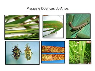 Pragas e Doenças do Arroz
 